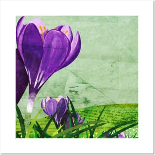 Crocuses Posters and Art